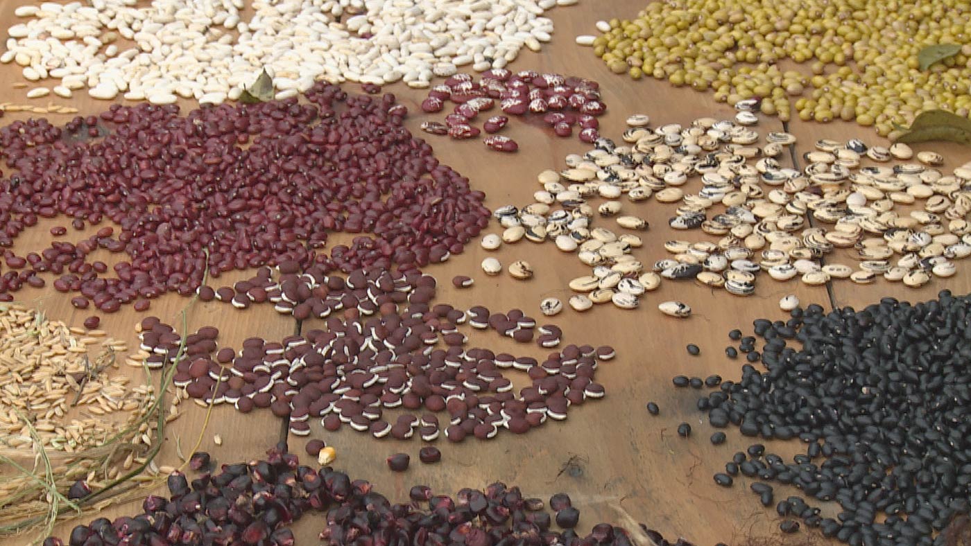 Filmstill: Saatgut – Freiheit für die Vielfalt